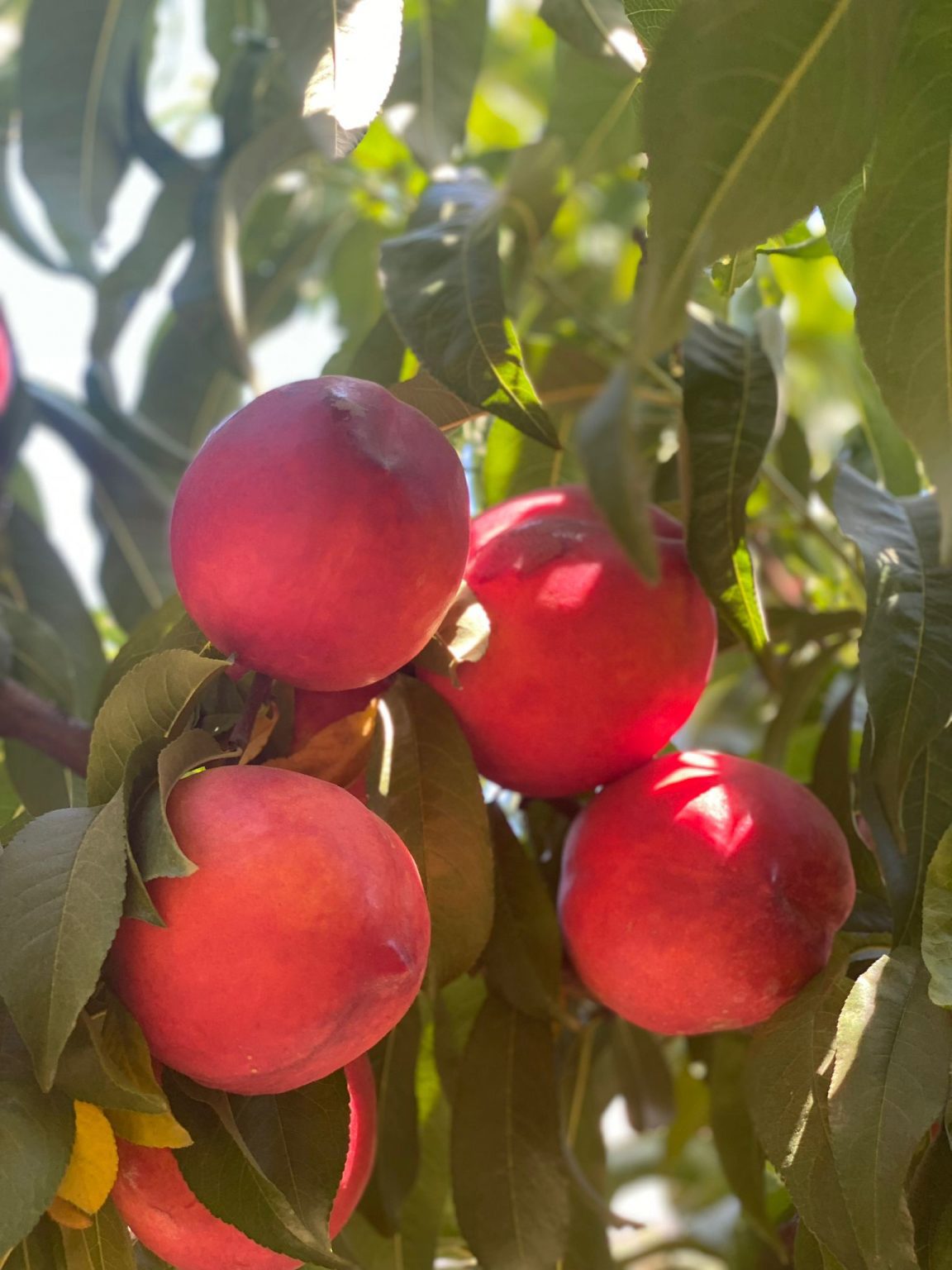 KIRMIZI Extreme Red NEKTARİN FİDANI